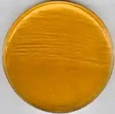 محیط کشت عصاره مغز و قلب آگار BHIA