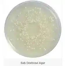 سابورو دکستروز آگار-